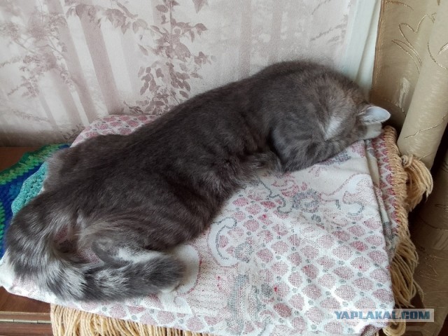 Котовторник