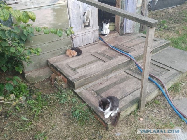 Жизнь домашнего приюта для котеек 515