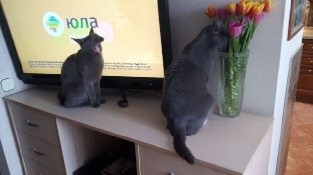 12 самых смешных котов в истории комического конкурса Comedy Pet Photography Awards