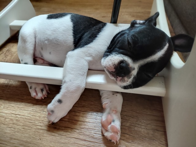 Немного собачьей жизни (Детство, отрочество, юность)