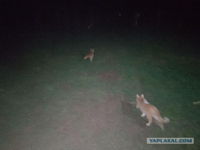 Жизнь домашнего приюта для котеек 541