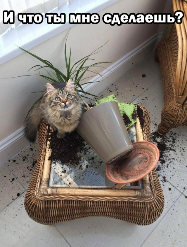 Всякая всячина