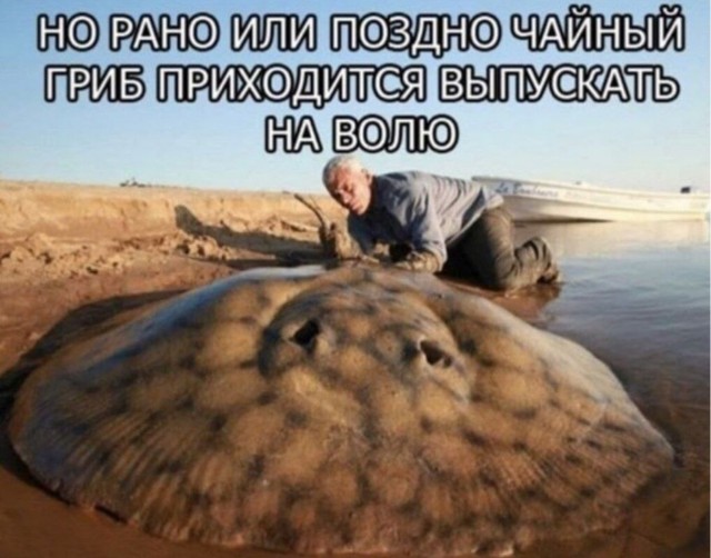 Веселое настроение в картинках (19.08.2025)