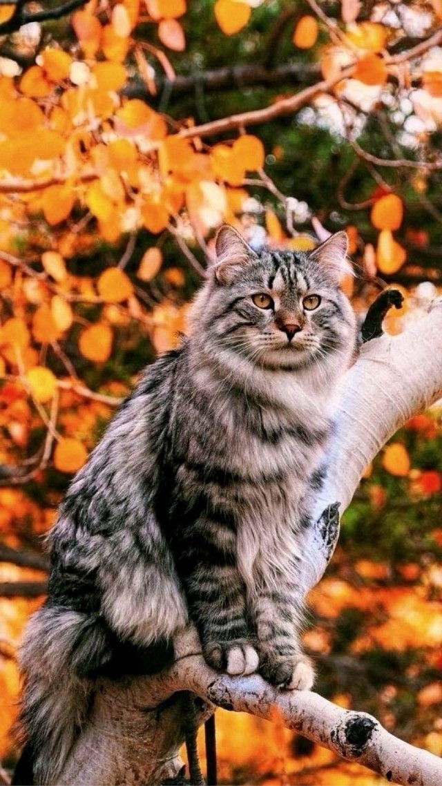 Осенний кот