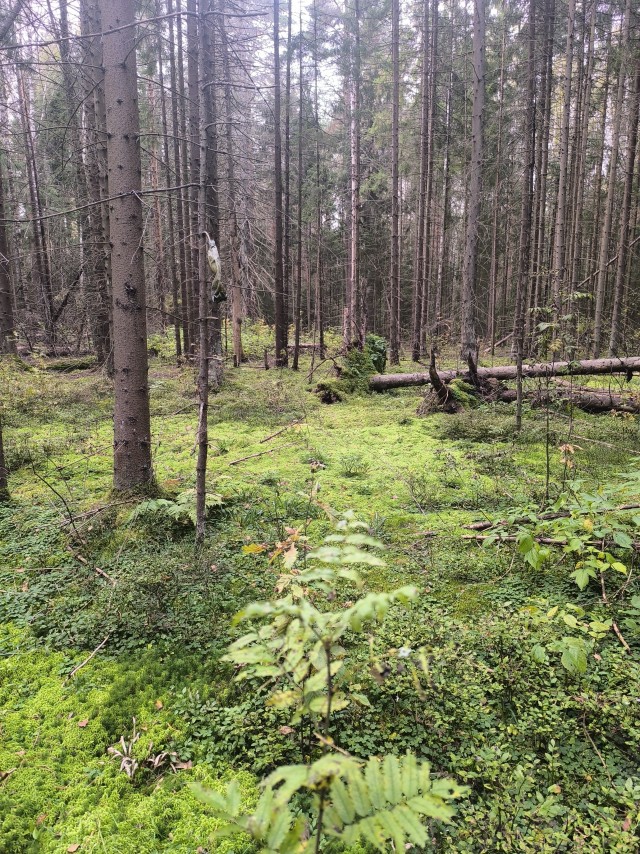 Лесные зарисовки