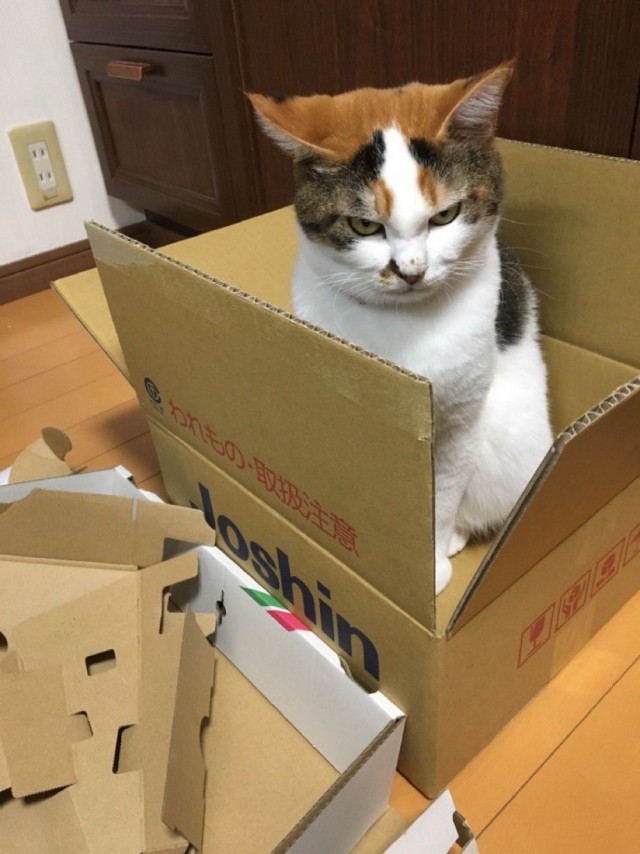 Котокоробковое