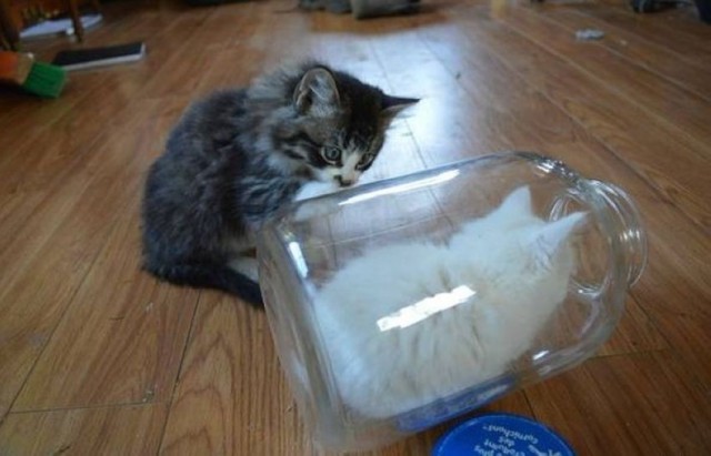 Подборка картинок-баянов с котиками и про котиков. Выпуск 29.