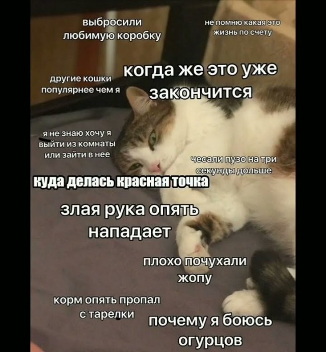 Котовфторник