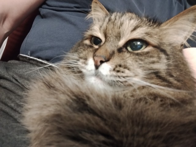 Наши коты