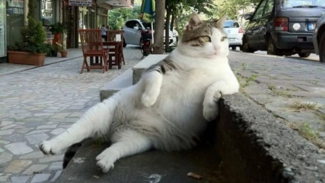Ищу фото кота