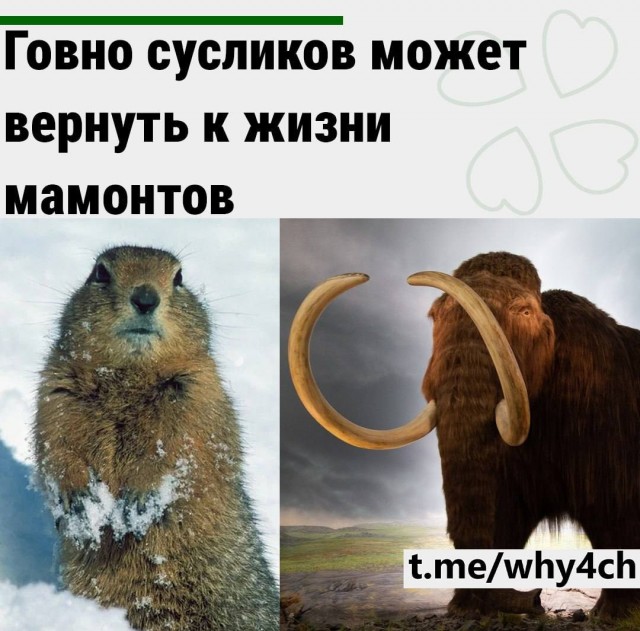 Суслики. Возрождение видов