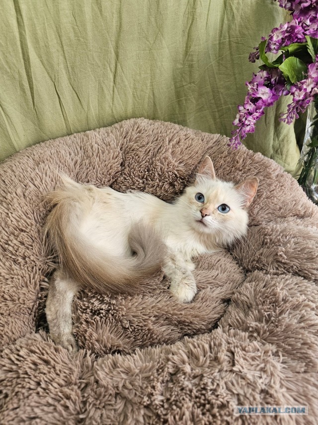 Котики в добрые руки