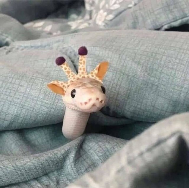 18 ржачных животных
