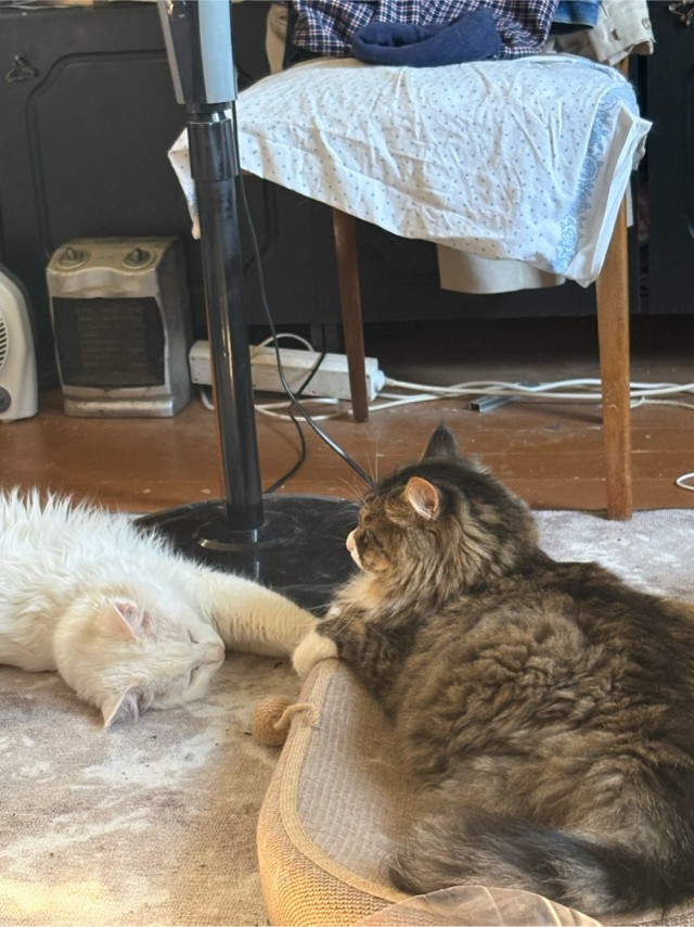 Очередной котовторник