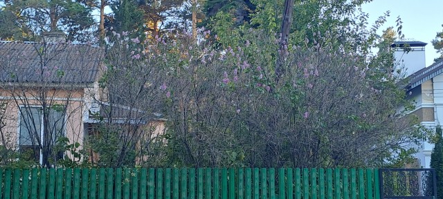 Второй раз зацвела сирень на Ставрополье .