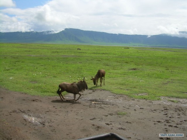 Сафари в Нгоронгоро