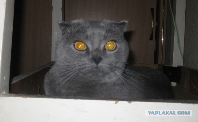 Котовторник 29.10.2013