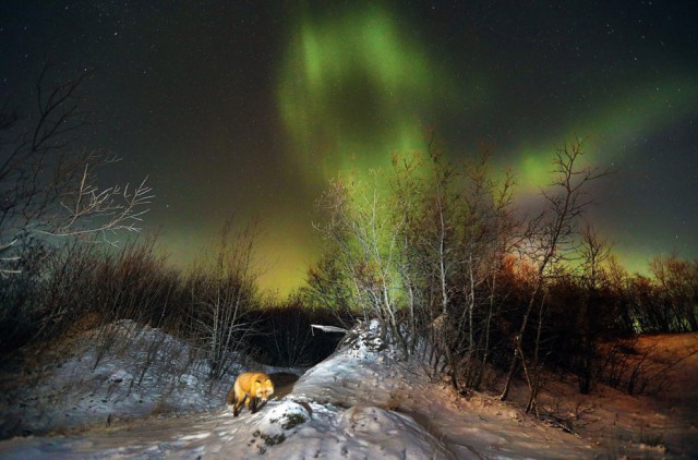 Фотоконкурс National Geographic Photo  2013