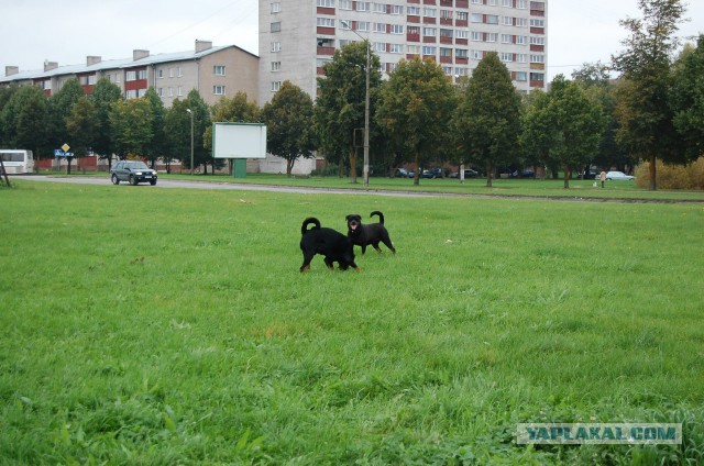 Собакочетверг на 02.01.2014