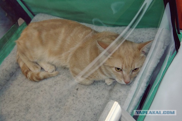 Котовторник 6.05.2014