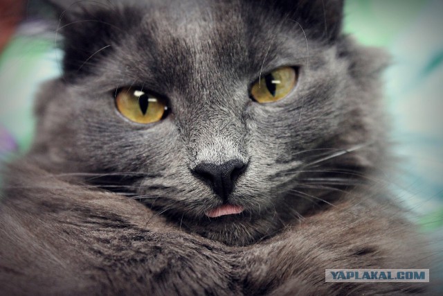 Котовторник 01.07.2014