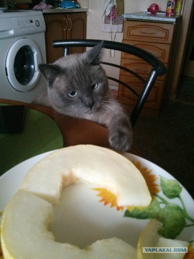 Котовторник 09.09.2014