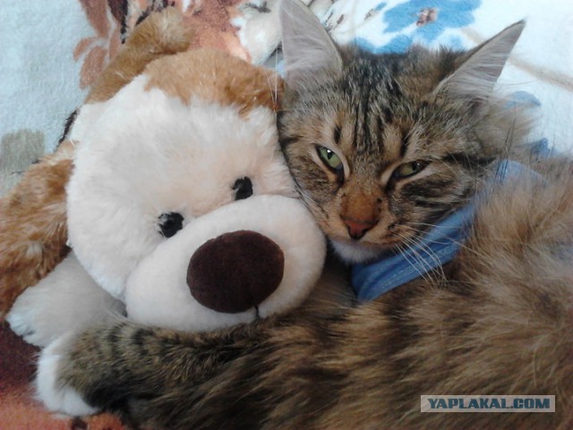 Котовторник 30.12.2014