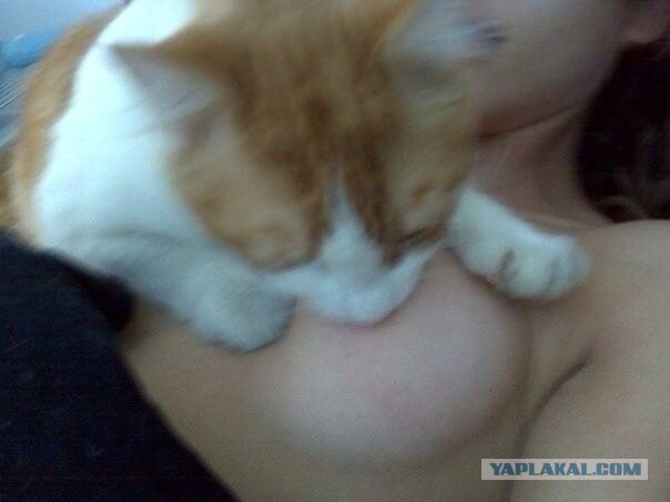Все мужики одинаковы, даже коты
