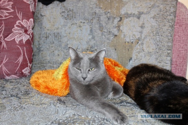 Котовторник 31.03.2015