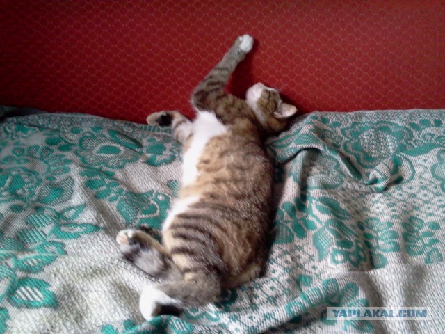Котовторник 16.06.2015., Котовторник наступил!