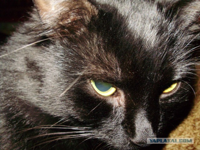 кот по кличке твикс