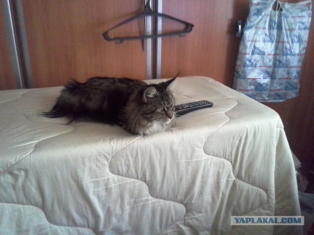 Котовторник 7.07.2015