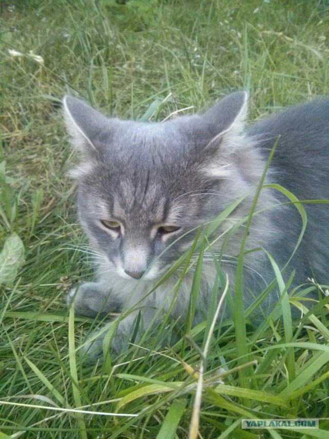 Котовторник 29-09-2015,