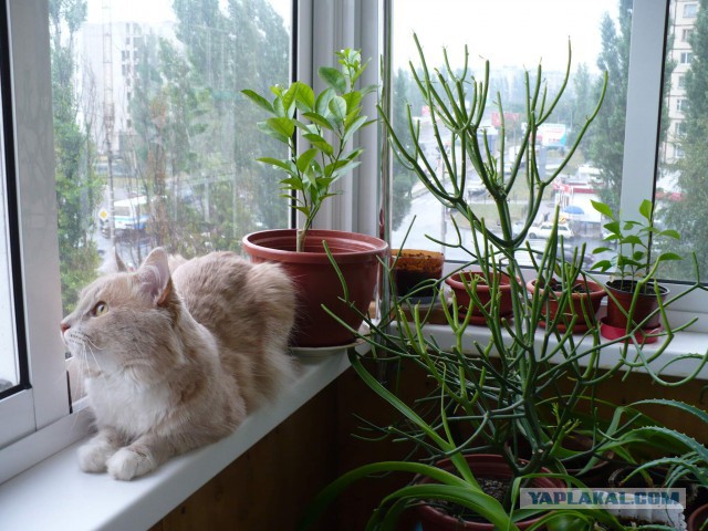 Котовторник  27.10.2015