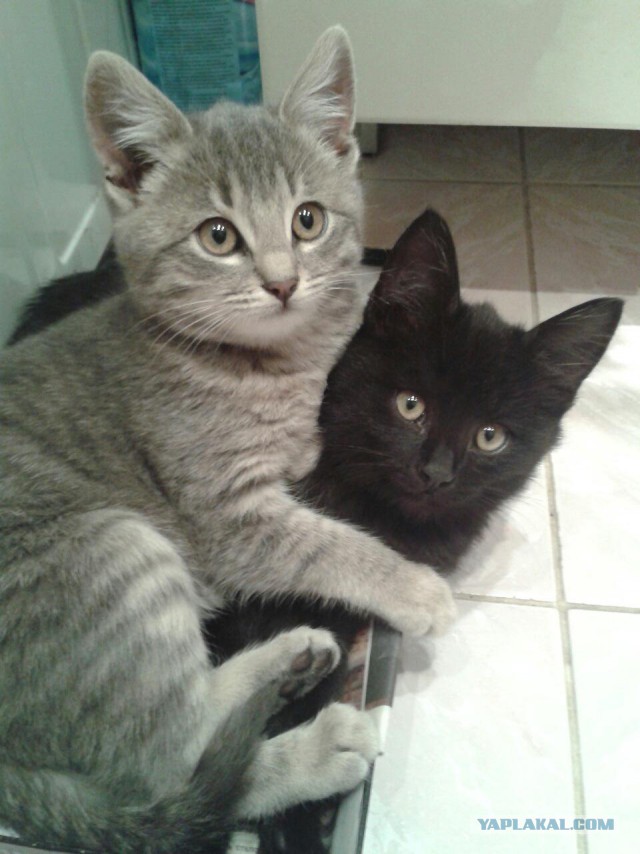 Котовторник  27.10.2015