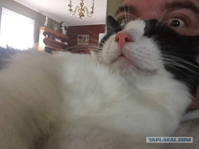 Коты, они - как люди!