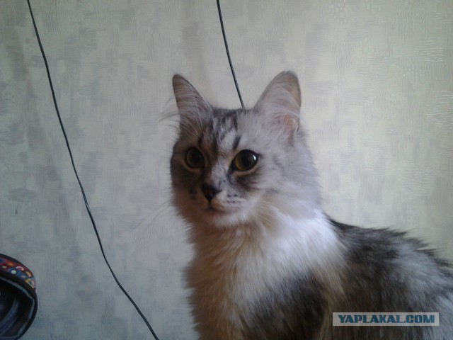 Ночь и Стелла