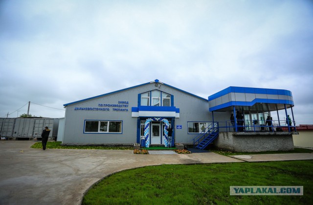 Как выращивают трепанга