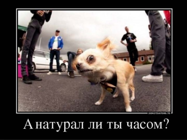 Тараканы в женской голове