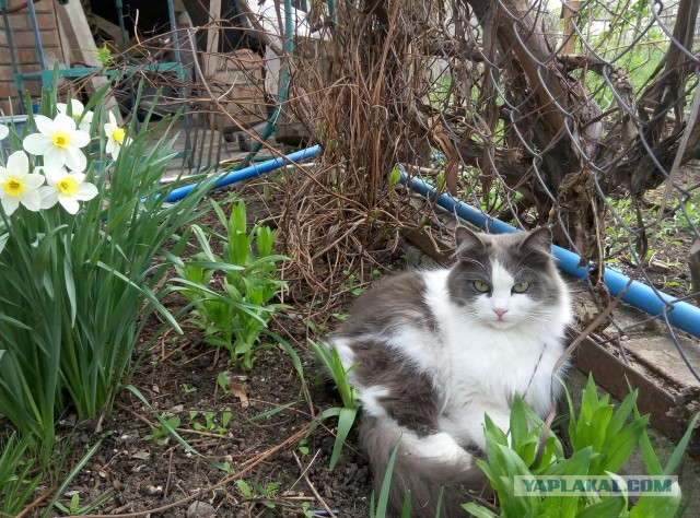 Котовторник 19.04.2016