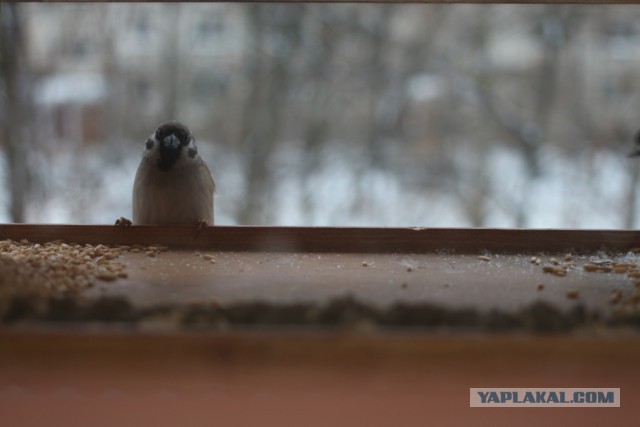 Каких птиц вы видите в городе?