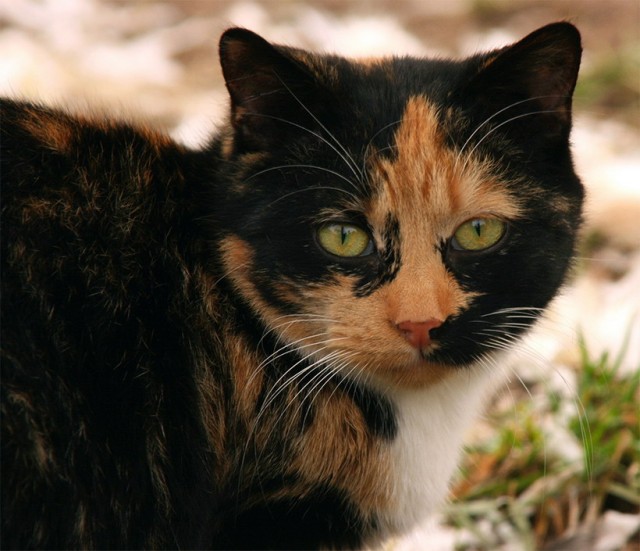 Котовторник на ЯПе (29.01)
