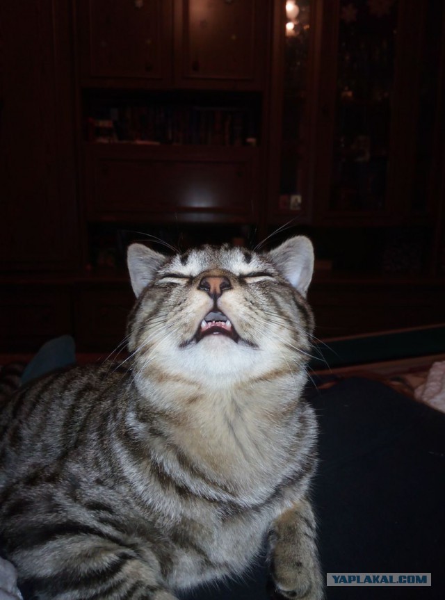 Кошкин день