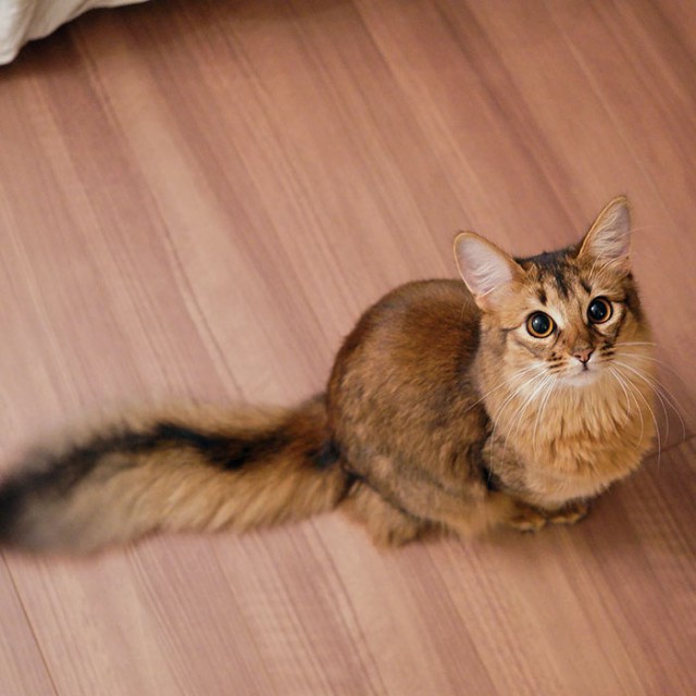 Коты и Кошки