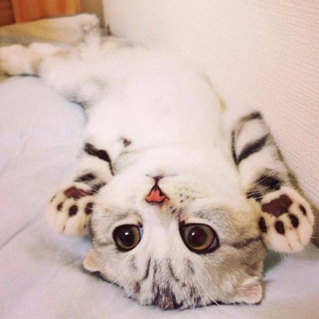 Коты и Кошки
