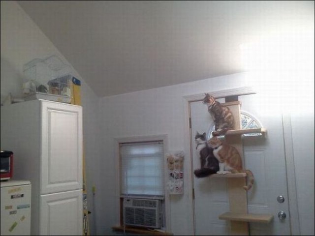 Коты и Кошки