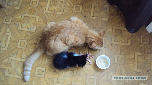Котовторник 20.06.2017