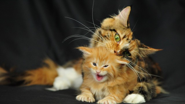 Коты и Кошки