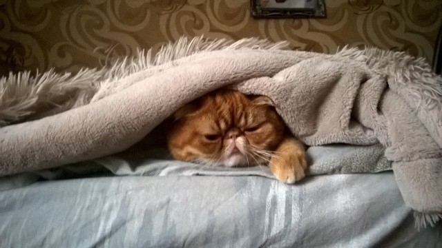 Коты и Кошки