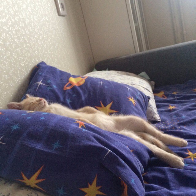Коты и Кошки
